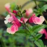 Salvia microphylla 'Red Gold & Green'