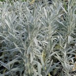 Salvia lavandulifolia