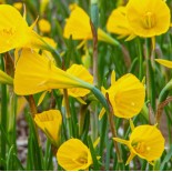 Narcissus bulbocodium 'Oxford Gold'