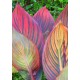 Canna tropicanna