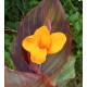 Canna tropicanna