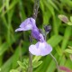 Salvia microphylla 'So Cool Pale Blue'