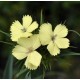Dianthus knappii