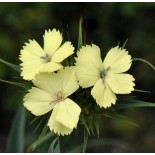 Dianthus knappii