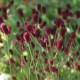 Sanguisorba officinalis 'Tanna'