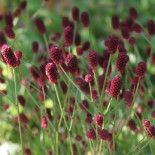 Sanguisorba officinalis 'Tanna'