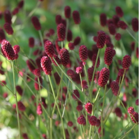 Sanguisorba officinalis 'Tanna'