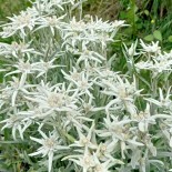 Leontopodium alpinum