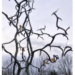 Poncirus trifoliata 'Flying Dragon'