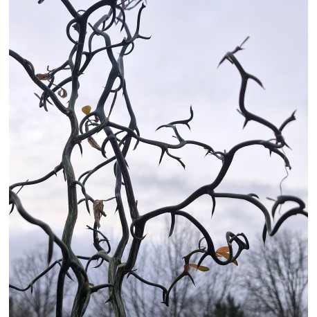 Poncirus trifoliata 'Flying Dragon'