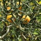 Poncirus trifoliata 'Flying Dragon'