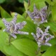 Tricyrtis hirta 'Miyazaki'