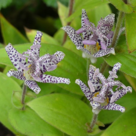 Tricyrtis hirta 'Miyazaki'