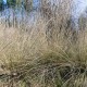 Muhlenbergia dubia