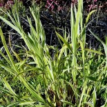 Muhlenbergia japonica 'Cream Delight'