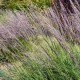 Muhlenbergia emersleyi
