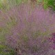 Muhlenbergia reverchonii