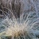 Muhlenbergia rigens