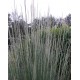 Muhlenbergia wrightii