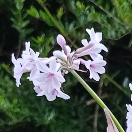 Tulbaghia cominsii x violacea