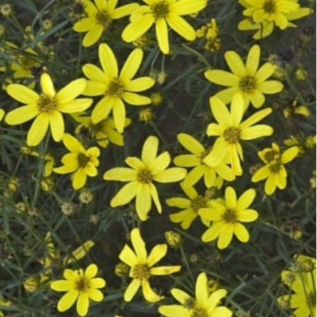 Coreopsis verticillata 'Sunbeam'