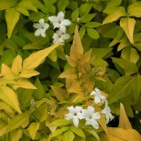 Jasminum officinale 'Aureum'