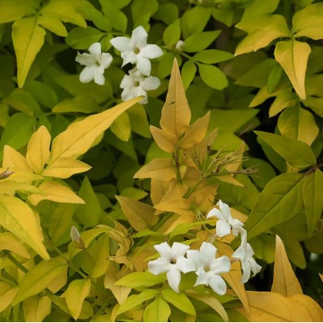 Jasminum officinale 'Aureum'