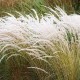 Jarava  ichu (Stipa ichu)