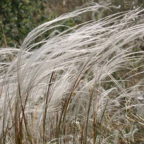 Stipa pennata