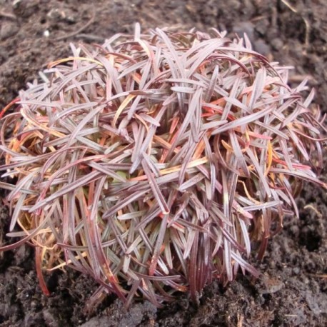 Armeria maritima 'Vezuv'