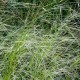 Stipa capillata