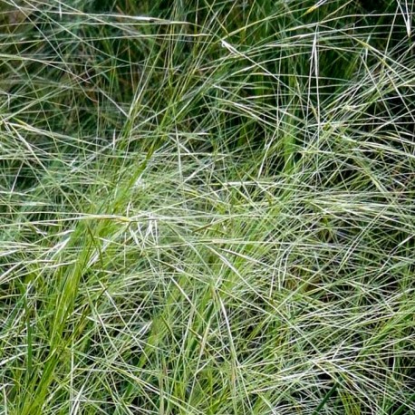 Stipa capillata