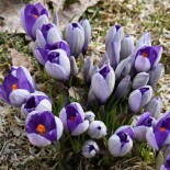 Crocus grandiflora 'Yalta'