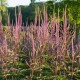 Veronicastrum virginicum 'Adoration'