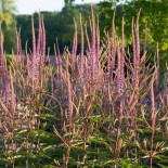 Veronicastrum virginicum 'Adoration'