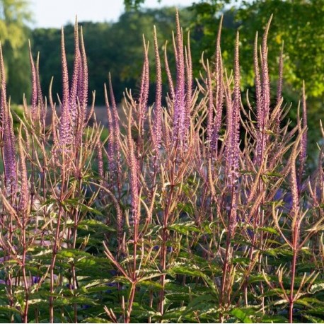 Veronicastrum virginicum 'Adoration'