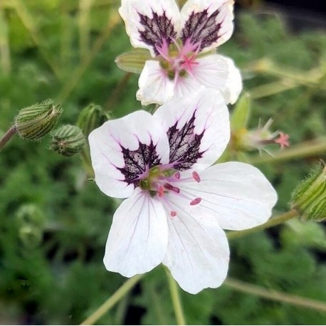 Erodium guttatum 'Stéphanie'