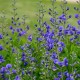 Baptisia australis 'Caspian Blue'