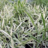 Chasmantium latifolium 'River Mist'