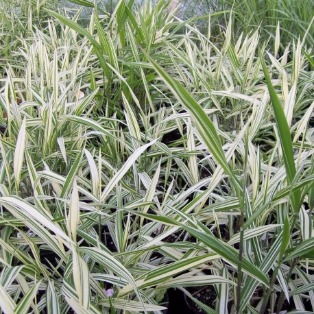 Chasmantium latifolium 'River Mist'