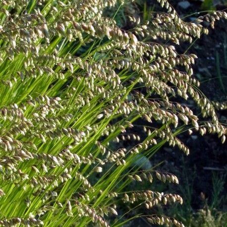 Melica nutans