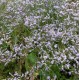 Limonium latifolium