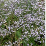 Limonium latifolium