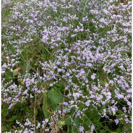 Limonium latifolium