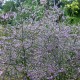 Limonium latifolium