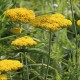 Achillea filipendulina 'Coronation Gold'