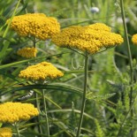 Achillea filipendulina 'Coronation Gold'