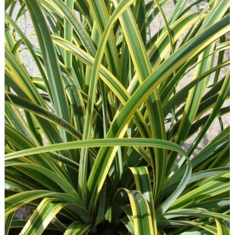 Carex trifida 'Rekohu Sunrise'