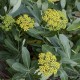 Bupleurum fruticosum
