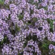 Thymus pannonicus
